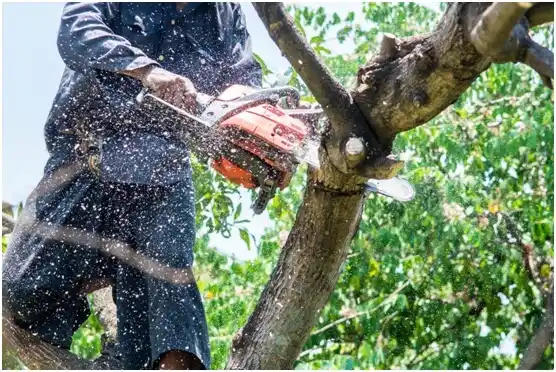 tree services Kanab